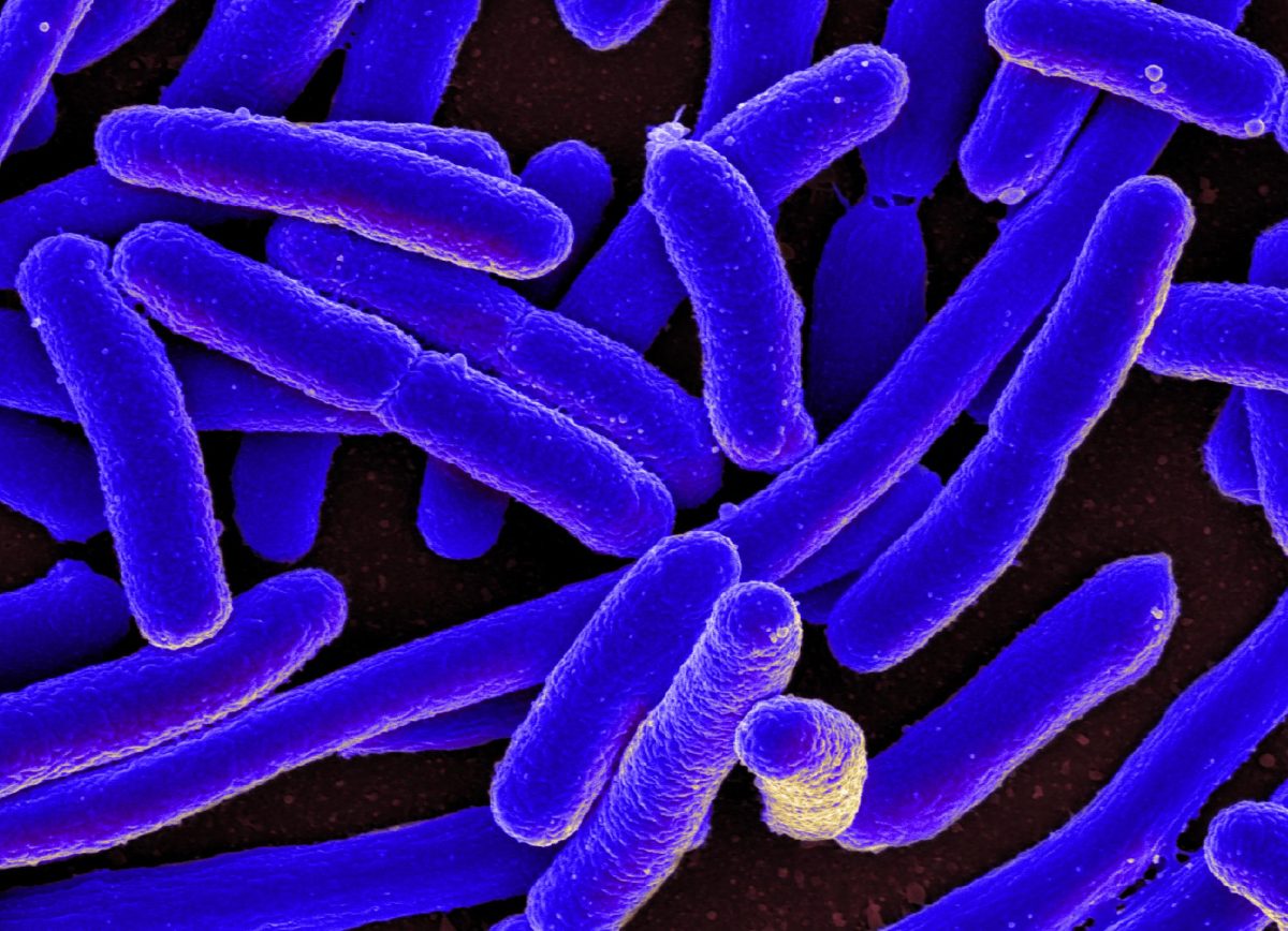 E Coli Outbreak