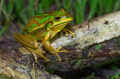   A green and golden bell frog resting on a branch.
